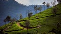 Monsoon evenings, Ooty