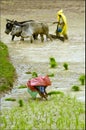 Monsoon Farming