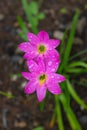 Monsoon lily pink flowers Royalty Free Stock Photo