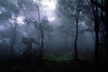 Monsoon, Matheran, Maharashtra, India Royalty Free Stock Photo