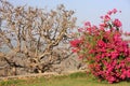 Monsoon Palace garden, Udaipur, India Royalty Free Stock Photo