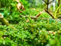 Monsoon season: closeup photo of algae plants