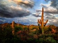 Monsoon Sunset in the Sonoran Desert Royalty Free Stock Photo