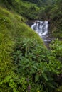 Monsoon Undergrowth and Waterfall  At Koyna nagar,Satara,Maharashtra,India Royalty Free Stock Photo