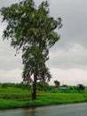 Monsoon winds captured in a village farm