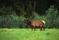 Monster Bull Elk in Velvet Royalty Free Stock Photo