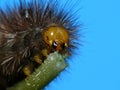 Monster caterpillar Royalty Free Stock Photo