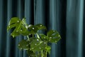 Monster eyes gradient curtain monstera Royalty Free Stock Photo