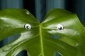 Monster eyes gradient curtain monstera Royalty Free Stock Photo