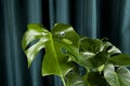 Monster eyes gradient curtain monstera Royalty Free Stock Photo