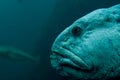 Monster fish underwater