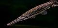 Monster Florida gar fish up close Royalty Free Stock Photo