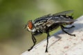 Monster Fly Royalty Free Stock Photo