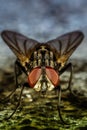Monster Fly Royalty Free Stock Photo