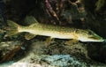 Monster Freshwater 50 inch Northern Pike - Esox Lucius, wildlife animal, predator