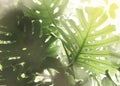 Monster leaves tropical gren background with sunlight, palm leaf summer Royalty Free Stock Photo