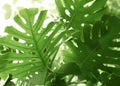 Monster leaves tropical gren background with sunlight, palm leaf summer texture Royalty Free Stock Photo