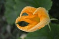 A monstre-looking marrow flower, opening towards the sun