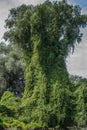 Monster looking trees, creepers, Danube Delta, Romania, HDR Royalty Free Stock Photo