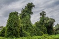 Monster looking trees, creepers, Danube Delta, Romania, HDR Royalty Free Stock Photo