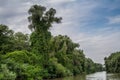 Monster looking trees, creepers, Danube Delta, Romania, HDR Royalty Free Stock Photo