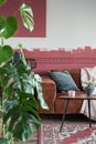 Monster plant in red and white living room interior with settee and wooden coffee table