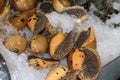 Monster sea snail in the tray with ice for sell.