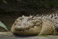 The monster teeth (Crocodile) Royalty Free Stock Photo