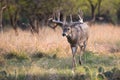 Monster typical whitetail buck searching for a doe Royalty Free Stock Photo