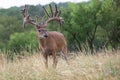 Monster whitetail buck in velvet