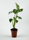 Monstera adansonii in flower pot with white background Royalty Free Stock Photo