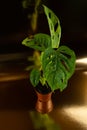 Monstera adansonii in flower pot with golden background  top view Royalty Free Stock Photo