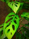 Monstera adansonii