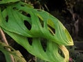 Monstera Adansonii Leaves Close-up Royalty Free Stock Photo
