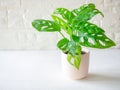 Monstera adansonii (Monstera Obliqua Miq) \