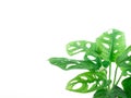Monstera adansonii Monstera Obliqua Miq `Monkey leaf` swiss cheese plant