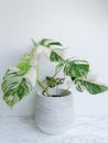 Monstera albo borsigiana or variegated monstera, full plant in a planter against a white background Royalty Free Stock Photo