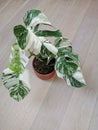 Monstera albo borsigiana or variegated monstera, full plant in a planter on a wooden floor Royalty Free Stock Photo