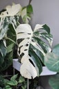 Monstera Albo or Monstera, Herricane plant or Swiss cheese or bicolor Monstera Royalty Free Stock Photo