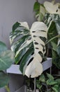 Monstera Albo or Monstera, Herricane plant or Swiss cheese or bicolor Monstera Royalty Free Stock Photo