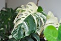 Monstera Albo or Monstera, Herricane plant or Swiss cheese or bicolor Monstera Royalty Free Stock Photo