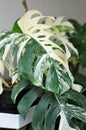 Monstera Albo or Monstera, Herricane plant or Swiss cheese or bicolor Monstera Royalty Free Stock Photo