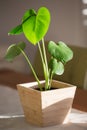 Monstera baby plant in a pot