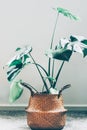 Monstera in basket