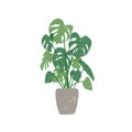 Monstera in ceramic pot flat vector illustration. Large home plant, domestic decorative greenery. Exotic indoor flower