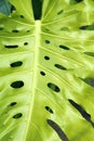 Monstera ceriman Royalty Free Stock Photo