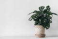 Monstera with dark lush decorative leaves. Clay flower pot on wooden table. White wall background. Empty copy space Royalty Free Stock Photo