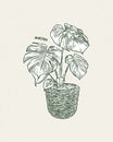 Monstera deliciosa, also known as the Swiss Cheese plant, hand draw sketch vector