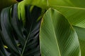 Tropical leaf monstera and banana calathea