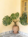 Monstera deliciosa big plant in a large clay pot